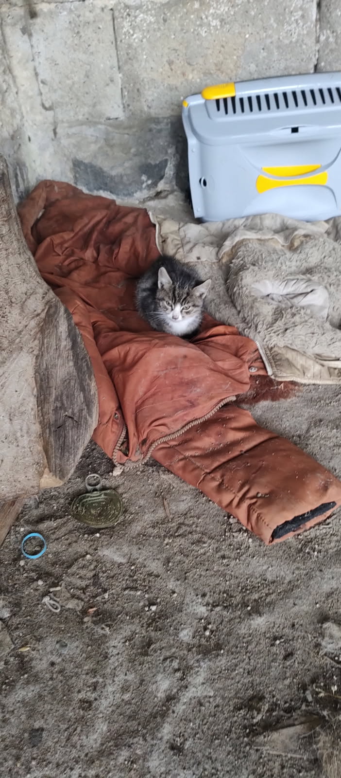 urocze-kotki-szukaja-kochajacych-domow